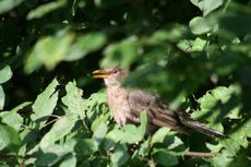 Amsel-9-Tag-13.jpg